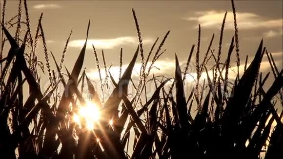 日出时玉米地视频的预览图