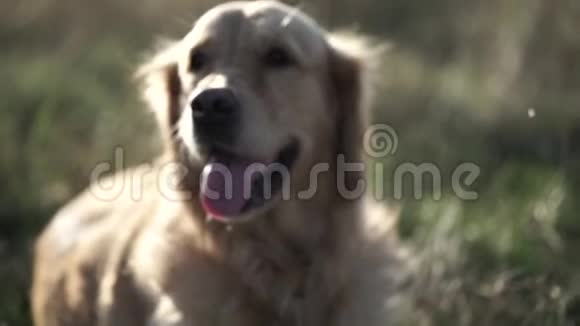 可爱的拉布拉多犬躺在田野里休息视频的预览图