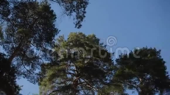蓝天上的树冠视频的预览图