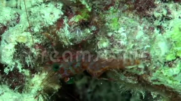 亨德森正在跳舞的虾米西内托霍斯亨德森夜潜在红海的珊瑚苏丹视频的预览图