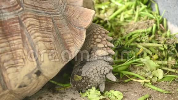 一群美丽的非洲老龟在动物园公园里吃新鲜蔬菜作为人类的宠物朋友海龟吃绿色视频的预览图
