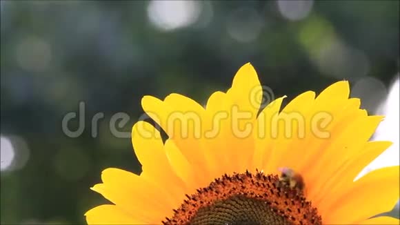 向日葵上的大黄蜂视频的预览图