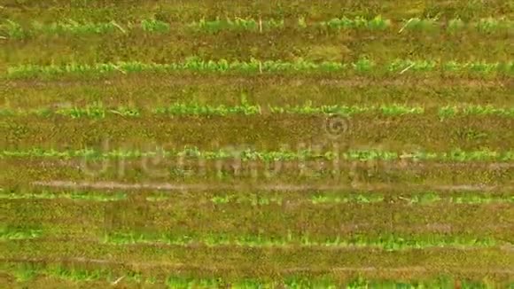 无人机飞越格鲁吉亚农村的绿色葡萄园农业农业视频的预览图