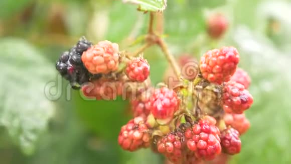 红色和黑色浆果黑莓在花园的灌木上雨后滴4k慢镜头拍摄视频的预览图