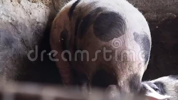 两只猪在猪圈里斑斑的猪互相摩擦视频的预览图