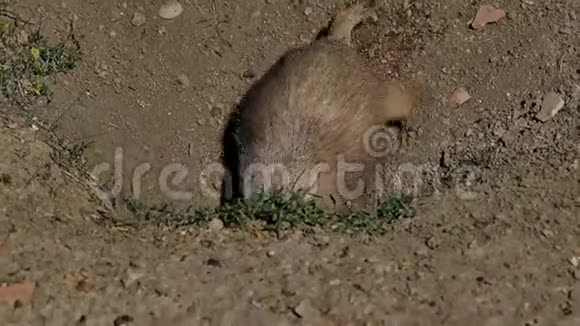 大草原犬塞诺米斯卢多维亚纳斯在洞穴里挖然后抬头看视频的预览图