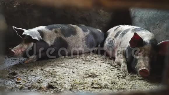 两只猪在猪圈里一头斑斑的猪躺在猪圈里肮脏的地板上视频的预览图