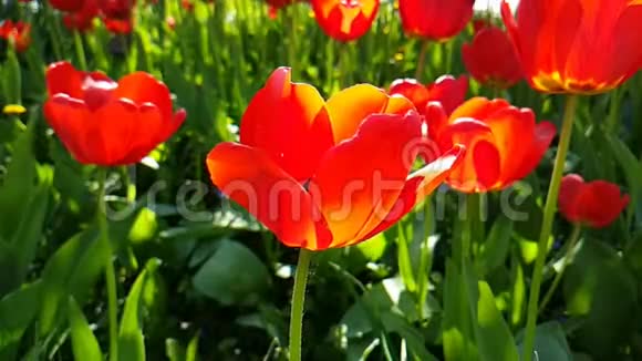 郁金香花美丽的草慢运动的太阳田野春天季节性的室外花园开花视频的预览图