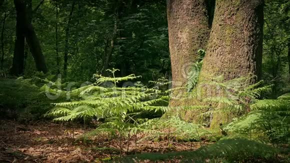 森林蕨类和树木的阳光开放视频的预览图