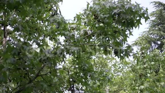 侧方天王星西卡莫这棵树的果实被修补了绿色的球夏天开花的树木从后面掉下来视频的预览图