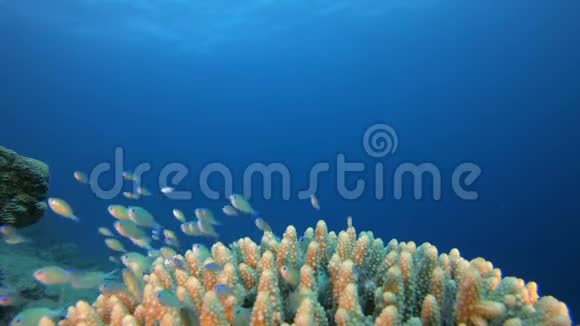 水下鱼和硬珊瑚视频的预览图