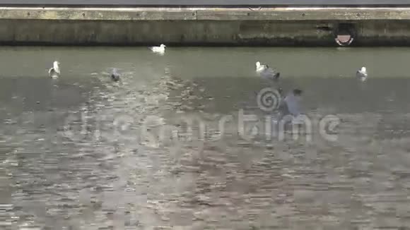 泰晤士河上的海鸥视频的预览图