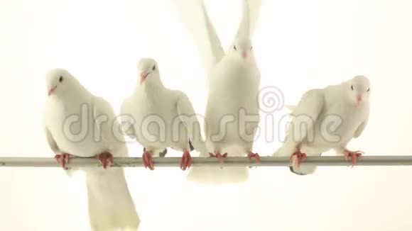 鸽子挥动翅膀视频的预览图