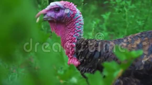 一只黑色的火鸡走在高高的绿草之间一个特写的头活得漂亮的火鸡土耳其度假视频的预览图