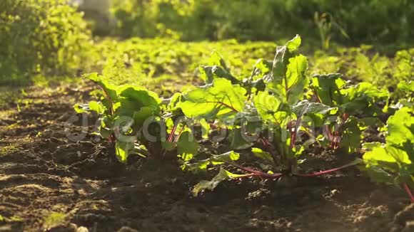 在夕阳下在农场的田野上浇灌作物新鲜的有机甜菜视频的预览图