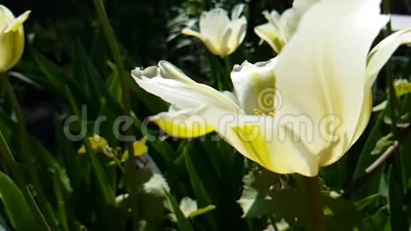 郁金香美丽的水仙花慢运动的阳光田野春天季节性的室外花园视频的预览图