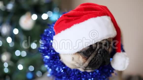 圣诞老人帽子里的小狗看着圣诞树背景上的摄像机的肖像圣诞节和新年的概念视频的预览图