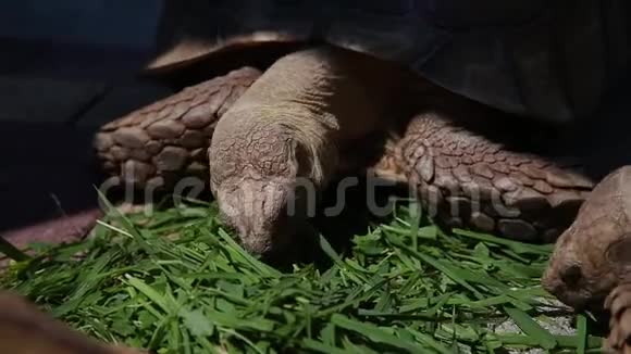 海龟在明亮的阳光下吃草视频的预览图