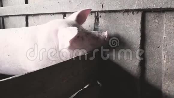猪用鼻子嗅着木墙视频的预览图
