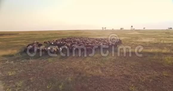 乌克兰草原羊群空中无人机景视频的预览图