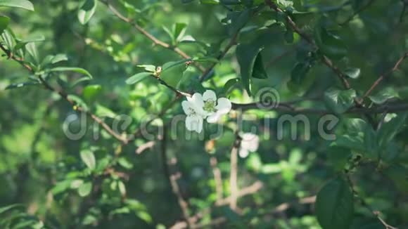 特写镜头一种开花的日本有绿色的果实美丽的白花和绿色的果丛视频的预览图