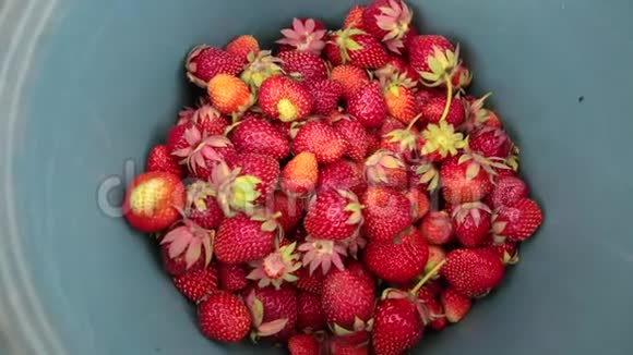 夏天花园里新摘的草莓桶视频的预览图