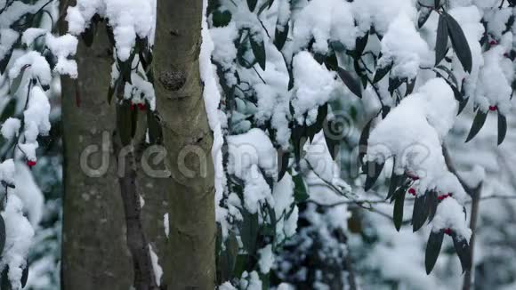 降雪时有浆果的树视频的预览图