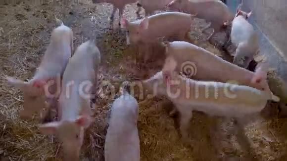 一群小猪视频的预览图