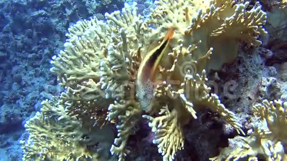 热带珊瑚礁景象硬珊瑚上有鹰嘴鱼视频的预览图