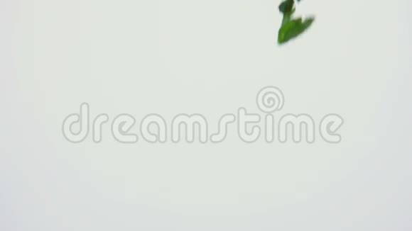 绿色欧芹在飞视频的预览图