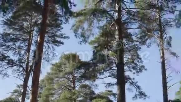 蓝天上的树冠视频的预览图