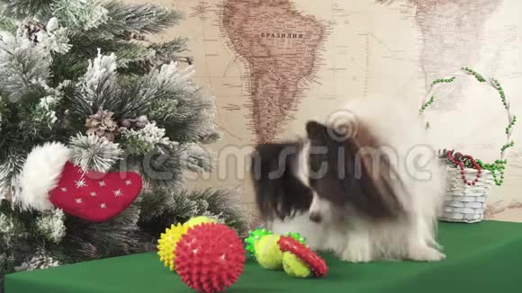 帕皮龙狗在圣诞树旁玩球和戒指股票录像录像视频的预览图