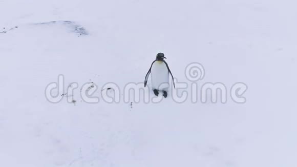 南极野生动物孤王企鹅波浪翼视频的预览图