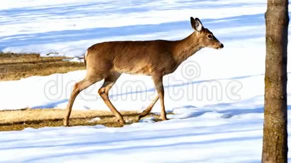 白尾鹿乌多科利乌斯维尼亚斯在雪地上行走视频的预览图
