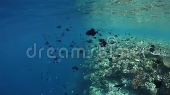 在珊瑚礁边缘训练红齿三角鱼视频的预览图