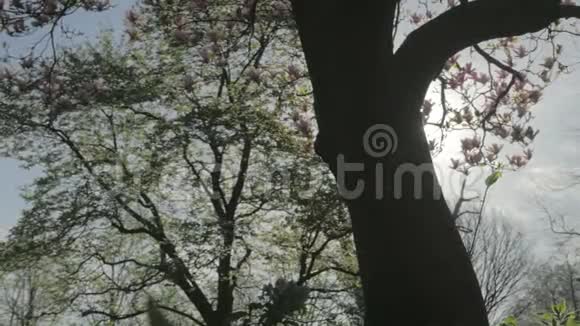 春天的自然在广玉兰树后发现阳光视频的预览图