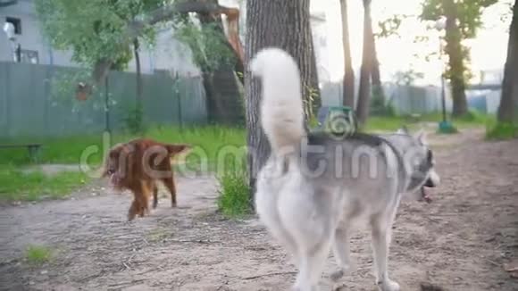 两只快乐的狗在户外玩耍爱尔兰赛特犬和哈士奇犬慢动作视频的预览图