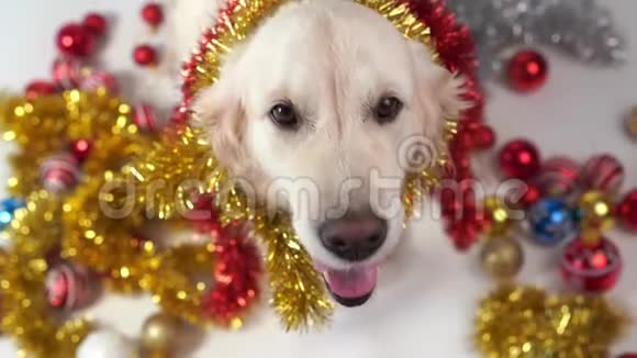 有趣的宠物大友好狗摆姿势在工作室与圣诞装饰白色背景视频的预览图