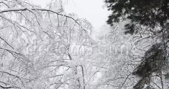 白雪皑皑的白天美丽的冬雪落叶林视频的预览图