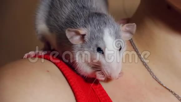 手持式老鼠坐在女孩的肩膀上视频的预览图