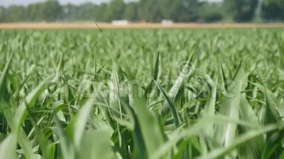 初夏的早晨田野上长满了绿色的幼玉米视频的预览图