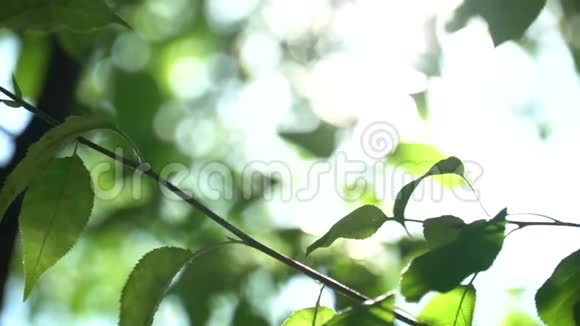 相机在树荫下改变焦点明亮温暖的夏天阳光明媚绿色背景有波克和光泽视频的预览图