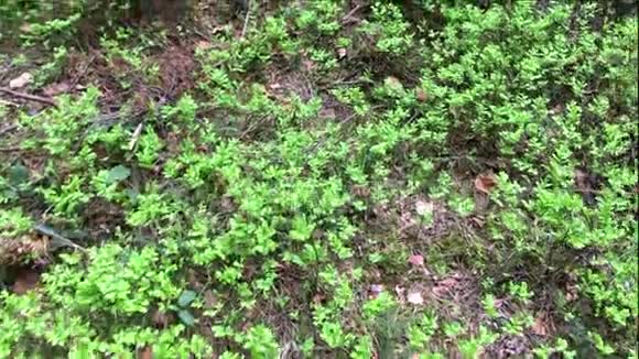 林中生长的草野生植被苔藓覆盖自然背景视频的预览图