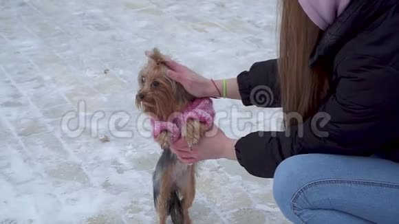 穿着羊毛衫的约克郡猎犬和主人在冬天白雪覆盖的公园散步一个少年和一只狗在散步视频的预览图