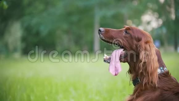在公园里的爱尔兰人狗感觉很热伸出舌头慢动作视频的预览图