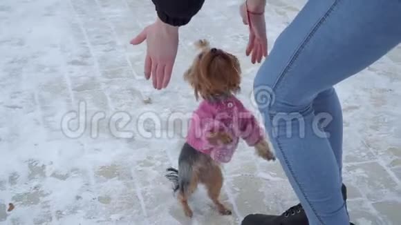 穿着羊毛衫的约克郡猎犬和主人在冬天白雪覆盖的公园散步一个少年和一只狗在散步视频的预览图