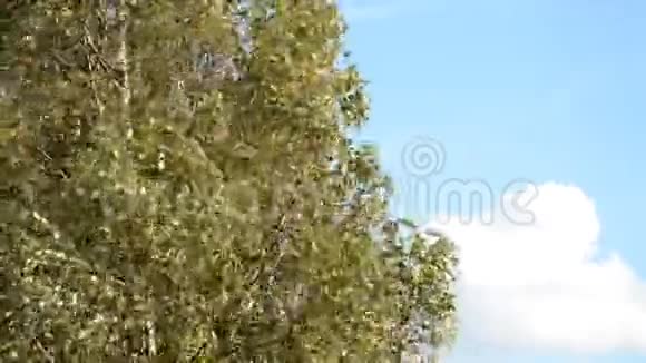 秋天的景色黄桦叶带蓝天视频的预览图