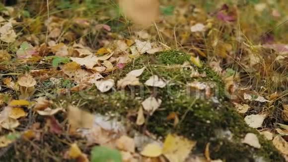 秋天的树叶在缓慢的运动中飘落阳光透过森林中的树木美丽的风景背景视频的预览图