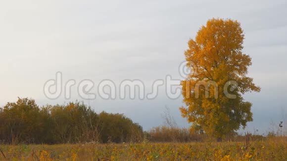秋日草地上有黄叶的老高杨视频的预览图