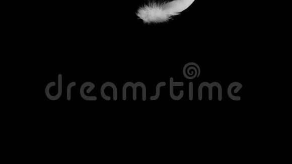 一根白色羽毛落在表面黑色背景上视频的预览图